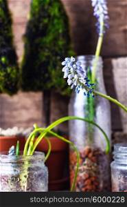 Blooming Muscari coeruleum. The sprouted sprouts of spring hyacinths in glass jars.Selective focus.