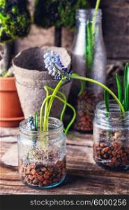 Blooming Muscari coeruleum. The sprouted sprouts of spring hyacinths in glass jars.Selective focus.