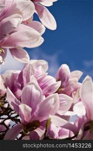 Blooming of a Magnolia Tree