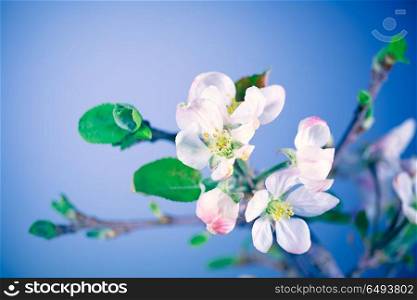 Blooming of apple tree, tender little white flowers on tree branch over blue clear sky background, abstract natural backdrop, beauty of spring season. Blooming of apple tree
