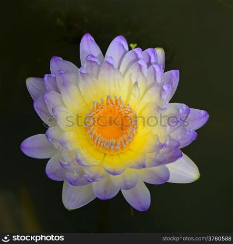 Blooming of beautiful of purple waterlily