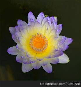 Blooming of beautiful of purple waterlily
