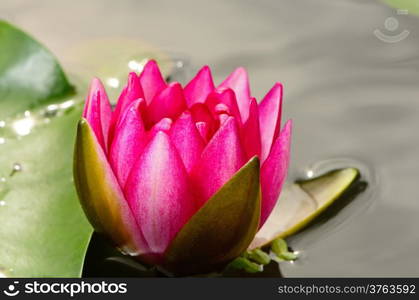 Blooming of beautiful pink waterlily in the pond