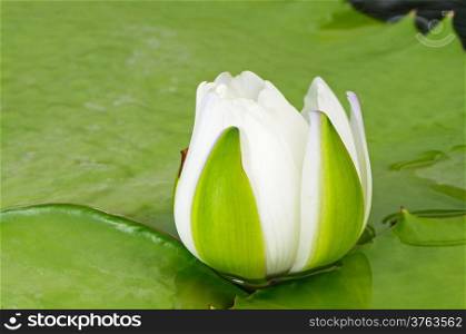 Blooming of beautiful white waterlily in the pond