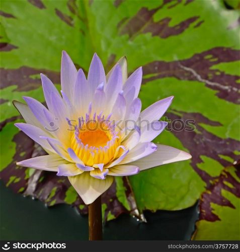 Blooming of colorful of purple waterlily