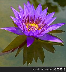 Blooming of colorful of purple waterlily, in the pond