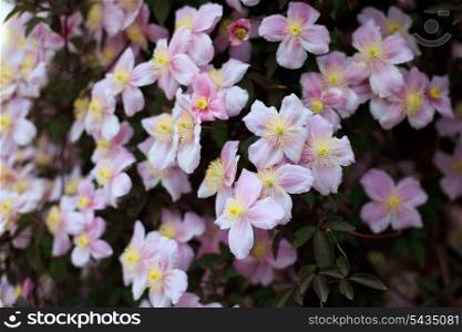 Blooming of pink Clrmatis Montana close up