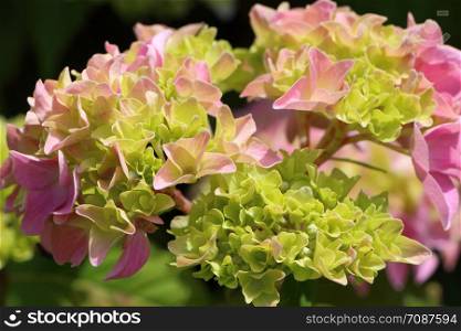 Blooming of pink hydrangea flower in a garden at the beginning of spring