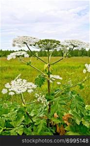 Blooming of white flowers the umbrella Heracleum Sosnowski in field on the background of grass and sky