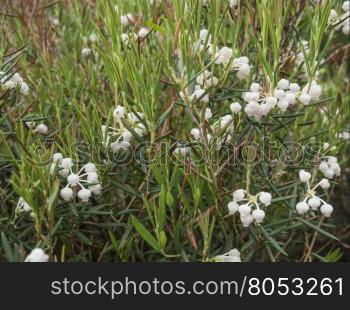 Blooming on field Andromeda polifolia. Plant flowering in the spring