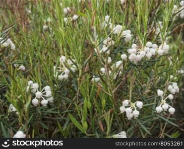 Blooming on field Andromeda polifolia. Plant flowering in the spring
