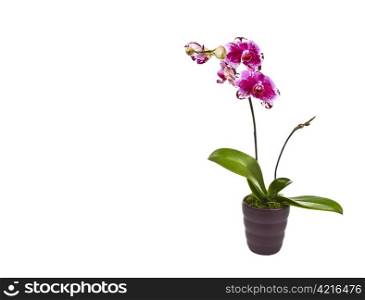 Blooming orchid in pot with moss on white background
