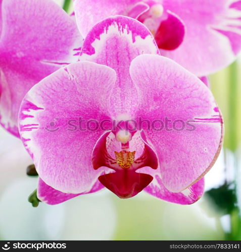 Blooming orchid in the garden