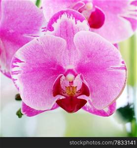 Blooming orchid in the garden