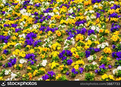 Blooming pansies pansy flower flowers. Colorful colorfoul spring nature background or texture. . Pansies flowers. Colorful background or texture.
