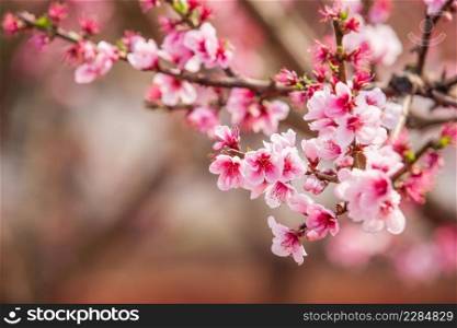 Blooming Peach cherry in the branches of trees, pink flowers in full bloom. Spring blossom. Dongchuan, Kunming Province, China. Soft sunlight. Backgrounds, Texture. Copy space.