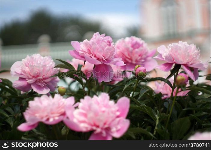 Blooming peonies on background unfocused Palace