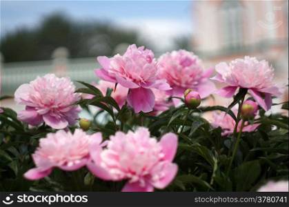Blooming peonies on background unfocused Palace