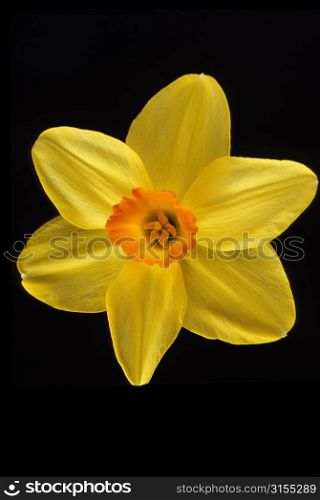 Blooming Perfect Daffodil