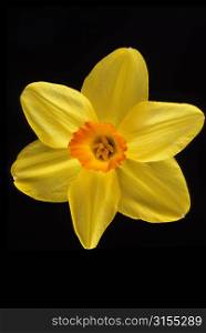 Blooming Perfect Daffodil