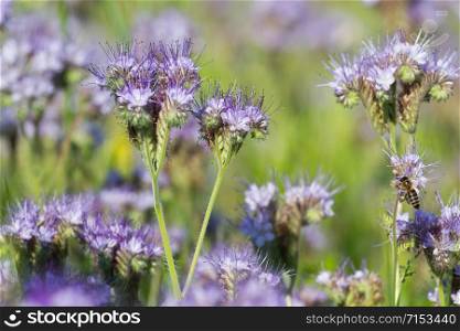 Blooming phacelia flowers close-up in the field