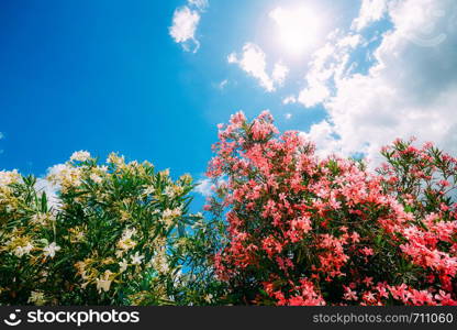 Blooming pink and yellow flowers on shrub against clear blue sky on sunny spring day, copy space.. Blooming pink and yellow flowers on shrub against clear blue sky on sunny spring day, copy space