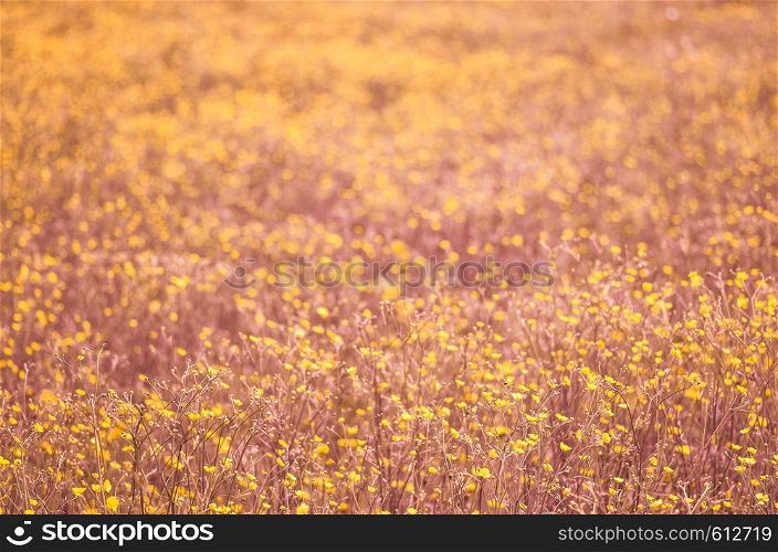 Blooming pink and yellow spring meadow or field. Tender spring background. Blooming pink spring meadow or field. Tender spring background
