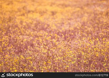 Blooming pink and yellow spring meadow or field. Tender spring background. Blooming pink spring meadow or field. Tender spring background