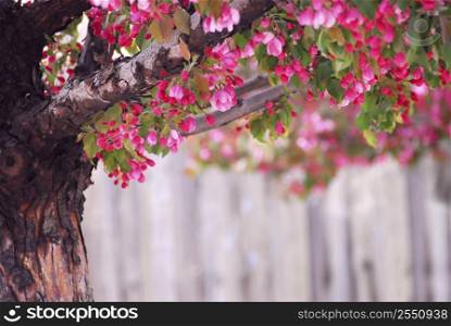Blooming pink apple tree in spring orchard