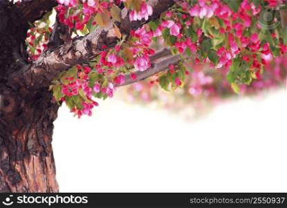 Blooming pink apple tree isolated on white background