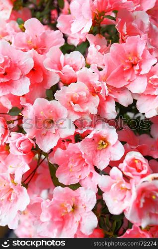Blooming pink Azalea flowers close-up