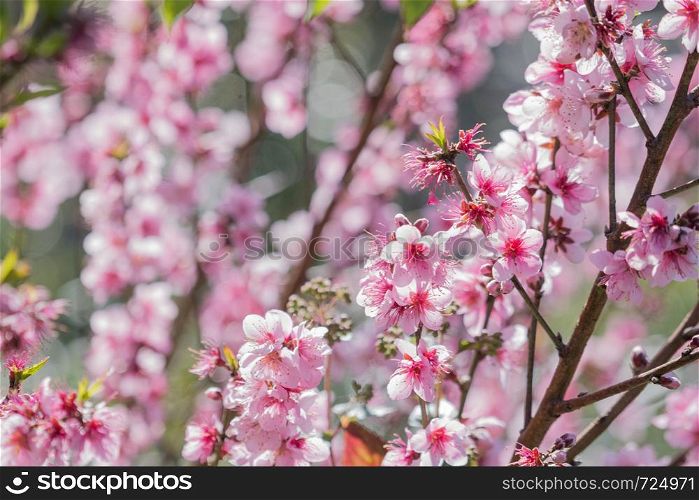 Blooming pink Cherry blossom with blur background