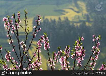 Blooming pink Cherry blossom with blurred background of rapeseed flower field at Wanfenglin