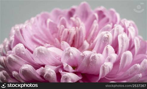blooming pink flower with wet petals
