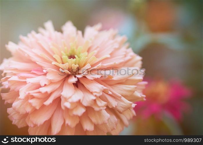 blooming pink flower Zinnia in the garden on a summer day, selective focus