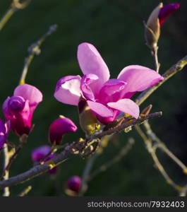 Blooming pink magnolia flowers in spring in the evening sunlight