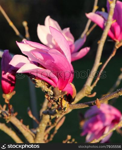 Blooming pink magnolia flowers in spring in the evening sunlight