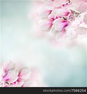 Blooming pink magnolia tree branch with flowers against blue sky background. Blossoming pink magnolia tree Flowers