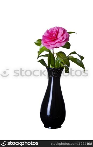 Blooming pink native flower in classic black vase on white background