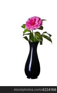 Blooming pink native flower in classic black vase on white background