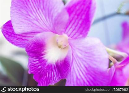 Blooming pink orchid on a green branch