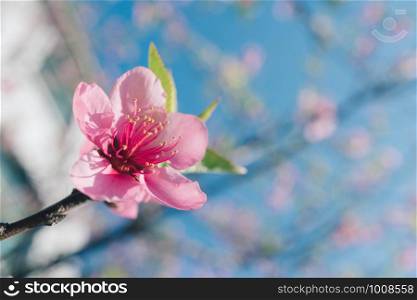 Blooming pink peach blossom with blur background