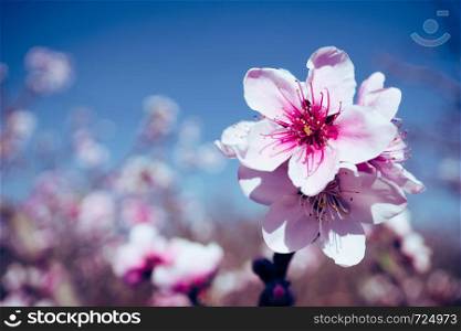 Blooming pink peach blossom with blur background