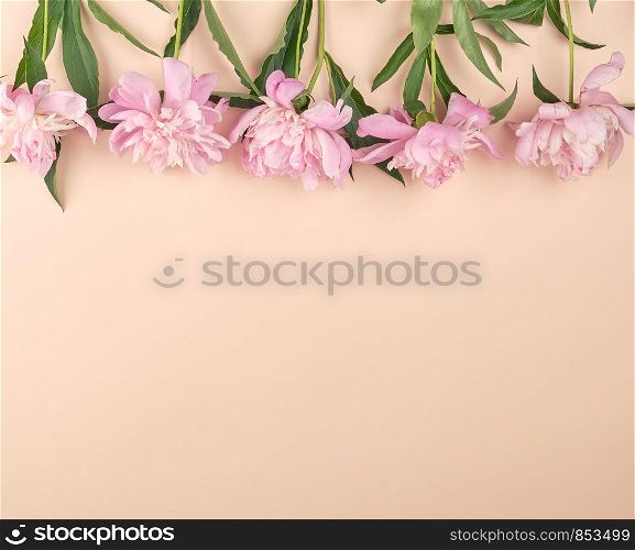blooming pink peony buds on a peach background, empty space in the middle, top view