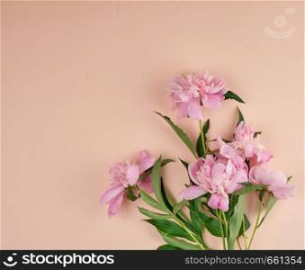 blooming pink peony buds on a peach background, empty space, top view