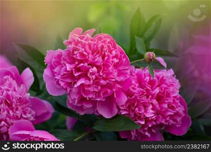 Blooming pink peony flower. Pink flowers peonies flowering. Peonies summer blossom. Beautiful fragrant peonies flowers.. Pink color peonies flower. Pink peony flowers in garden.