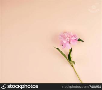 blooming pink peony on a peach background, empty space, top view