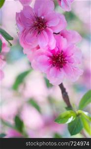 Blooming pink plum blossom with blur background