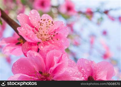 Blooming pink plum blossom with droplet