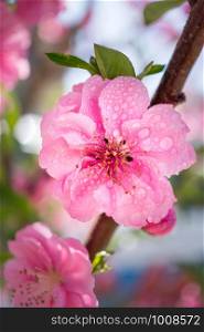 Blooming pink plum blossom with droplet